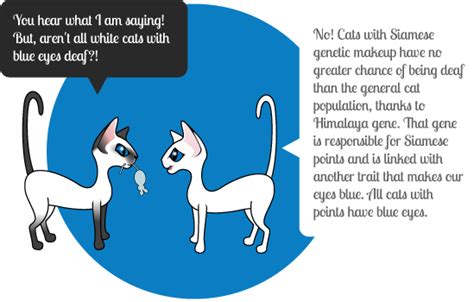 Feline calicivirus (fcv) in cats. But, aren't all white cats with blue eyes deaf?! | Cat ...