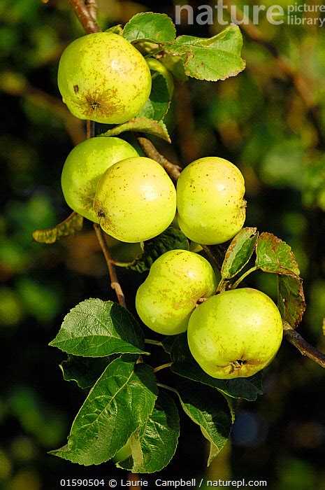 Nature Picture Library Crab Apples Malus Sylvestris Growing In