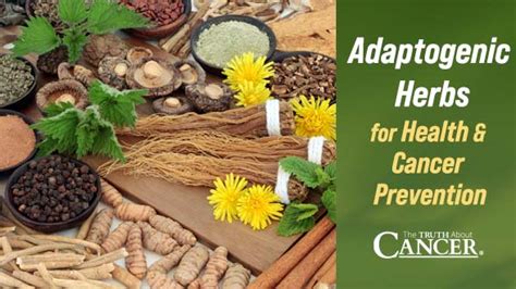 Adaptogenic Herbs For Health And Cancer Prevention