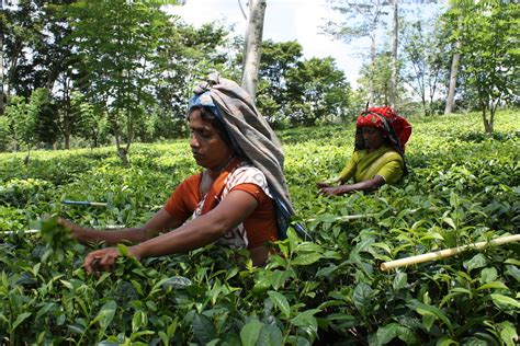 Insights Into Tea Pluckers In Sri Lanka Helping To Produce The Finest