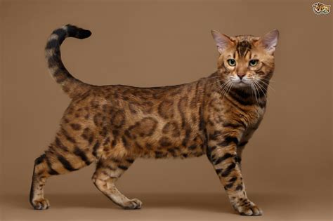 Bengals must be at least four generations removed from asian. Five important things to know before buying a Bengal cat ...