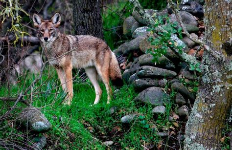 Coyote Powerball How Coyote Bounty Program Affects The Deer Population