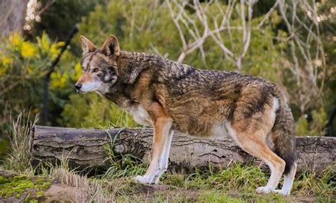 Eight Red Wolves Released Into The Wild In North Carolina Whiskey Riff