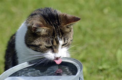 Drinking Water How Can I Encourage My Cat To Drink More