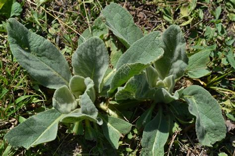 Common Mullein Is A Broadleaf Weed That Can Reach Up To Six Feet Tall