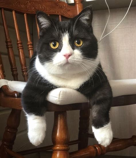 Cat With Adorably Short Legs Becomes An Instagram Star Animal Zone