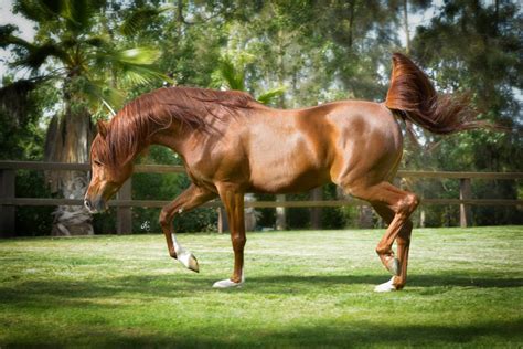 This is a surprising little spot that is easily missed. Sabri :: Royal Jaafar Stud