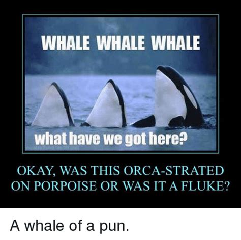 Whale Whale Whale What Have We Got Here Okay Was This Orca Strated On