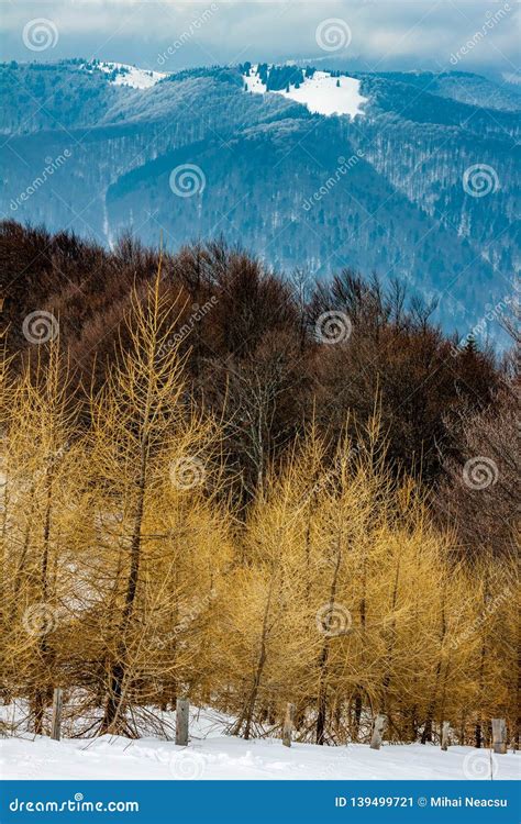 Scenic Winter Landscape With Layers Of Forests And Mountain Ridges