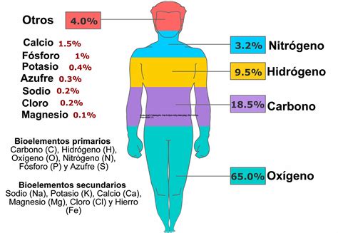 Definición De Bioelementos Importancia Clasificación Y Ejemplos