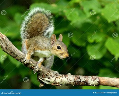 Young Eastern Gray Squirrel Stock Image Image Of Face Sciurus 122137653