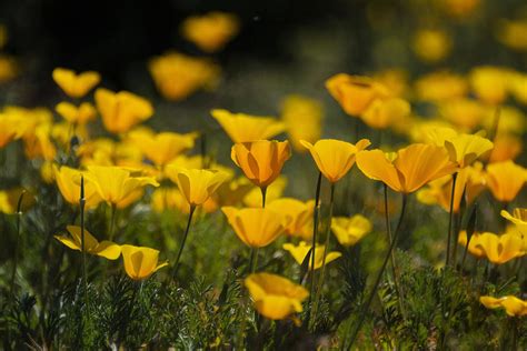 Springtime Poppies Photograph By Saija Lehtonen