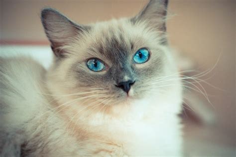 Ragdoll Cats Everything You Need To Know About The Breed Everything