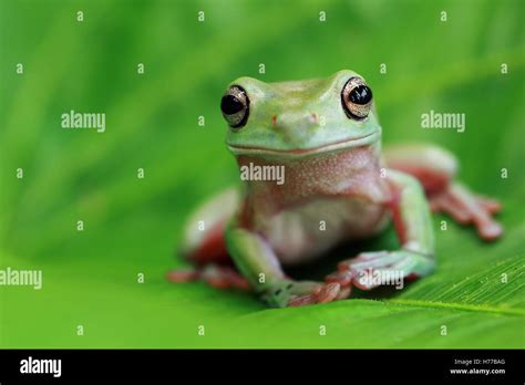 Close Up Portrait Of A Dumpy Tree Frog Indonesia Stock Photo Alamy