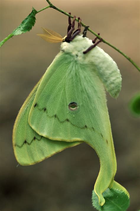 Luna Moth Moth Luna Moth Cute Moth