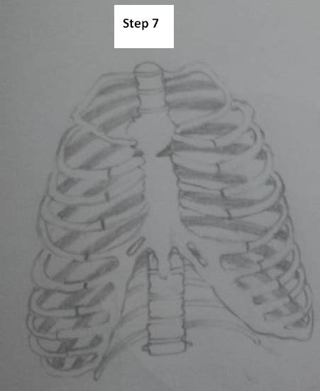 How To Draw The Rib Cage Easy Steps