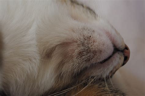 Diseases like mange, lice, or other parasites are common possibilities. Feline Acne! | Conradie Zoo