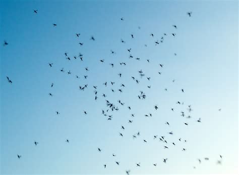 Swarm Of Gnats Mosquitoes Copyright Free Photo By M Vorel