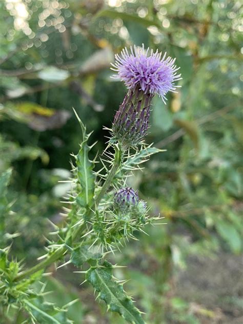 How To Kill Thistles In Garden Lawn Weeds You Won T Want In Your Yard Bob Vila Bob Vila