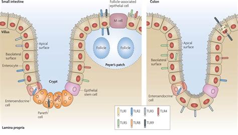 Interactions Of Intestinal Epithelial Cells Society For Mucosal