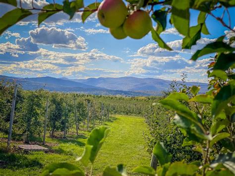 15 Best Places To Go Apple Picking In Vermont Farms Apple Orchards