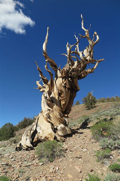 Methuselah The Bristlecone Pine Tree From California S White Mountains