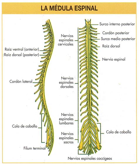 Partes De La Médula Espinal