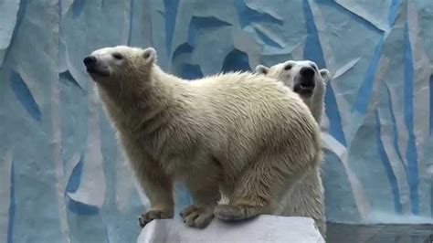 Gerda And Shilka The Polar Bears Greet Visitors At Novosibirsk Zoo