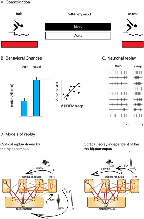 Neuronal Replay And Memory Consolidation A Following Their