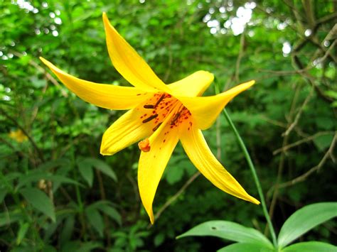 Maybe you would like to learn more about one of these? 66 Square Feet (Plus): Native woodland plants in summer