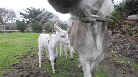 Rare Twin Donkeys Born In Kerry Youtube