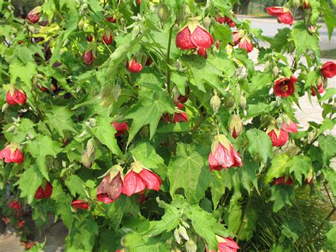Chinese lanterns can light up a garden with their brilliant blooms and interesting foliage. Online Plant Guide - Abutilon x hybridum 'Voodoo' / Voodoo ...