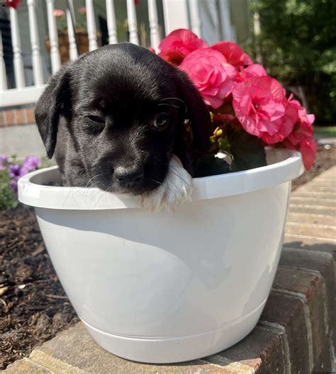 Nolan - Jack-a-poo Puppy For Sale in Delaware