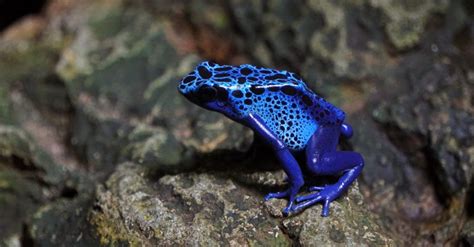 14 Fun Facts About Poison Dart Frogs Fact City