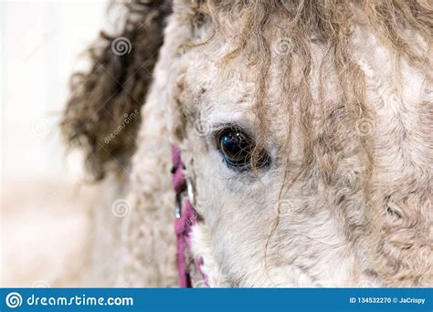 Close Up Portrait Of Beautiful Wild White Horse Eye Animals Details