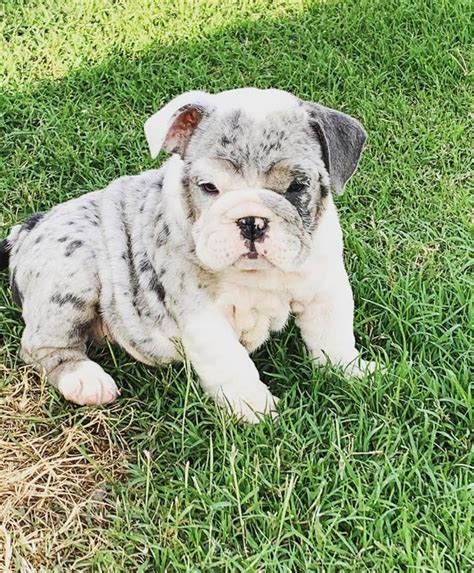 Learn more about dog breeds. English Bulldog Puppies For Sale | San Antonio, TX #332978