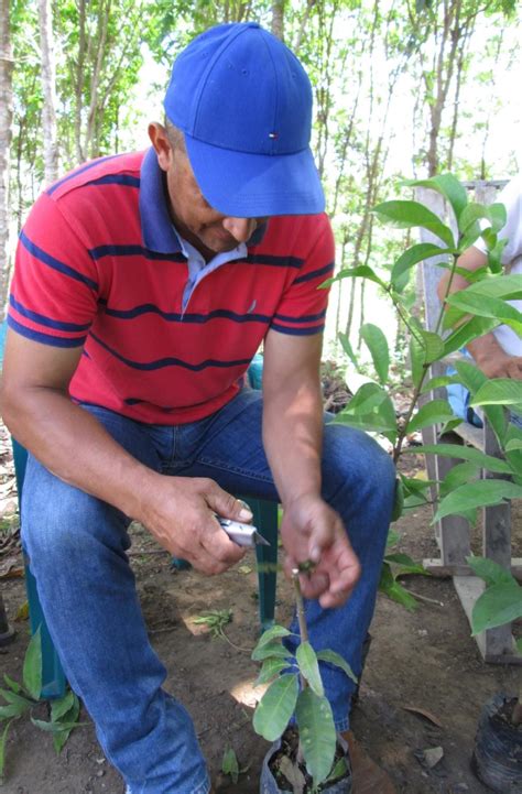 Grafting fruit trees is a great way to make sure you know what you're getting, diversify your orchard or yard, and get some extra fruit for snacks or meals! ELTI Workshop on Fruit Tree Grafting