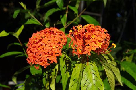 Tumbuhan bunga asoka saraca foto gratis di pixabay. bunga-asoka - Situs Tanaman Obat Indonesia Terlengkap