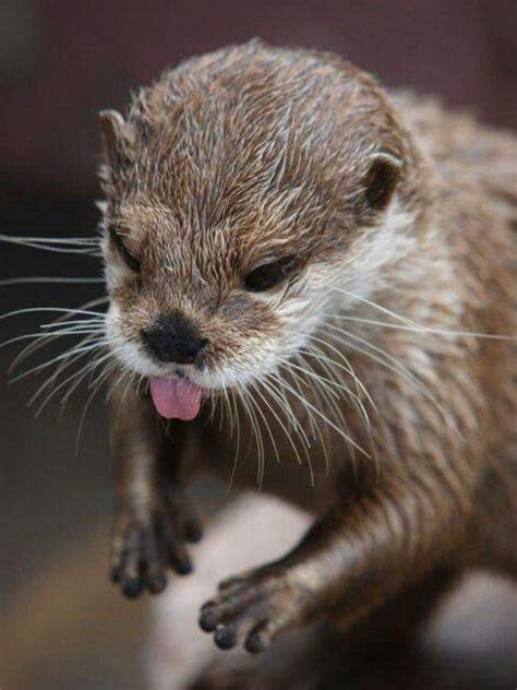Pin by Anita Ramirez on Animales | Otters cute, Otters, Funny animals