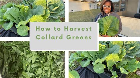 How To Harvest Collard Greens Reshas Garden Youtube