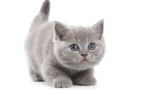 Download Wallpapers British Shorthair Cat Kitten 4k Cute Animals