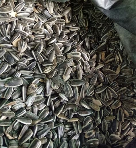 Jarak pagar melewati beberapa tahapan dalam posisi telungkup (gambar 1). Murah 1 Kg Benih Biji Bunga Matahari Besar Siap Semai