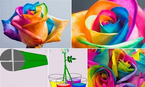 How To Make Colorful Roses From Your Garden White Roses Are Probably