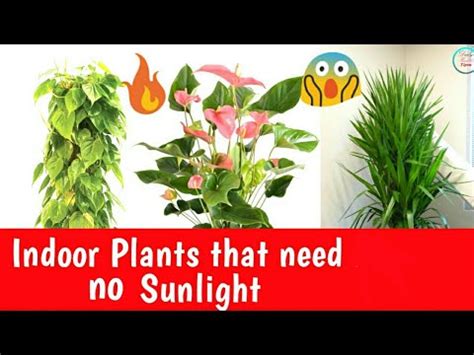 Maybe you would like to learn more about one of these? Indoor Plants that need no Sunlight | How to grow Plant ...
