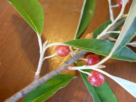 The branches and evergreen leaves are close together, lending the plant a solid appearance. identification - What is this small shrub with small red ...