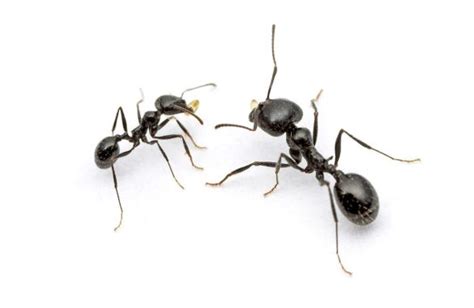 Black Ants 585x381 