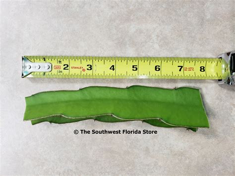 This is a hearty slow growing variety that can tolerate full sun. Halley's Comet Dragon Fruit Cuttings - Buy From The ...