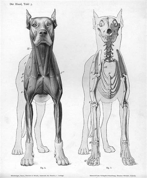 Filedog Anatomy Anterior View Wikimedia Commons
