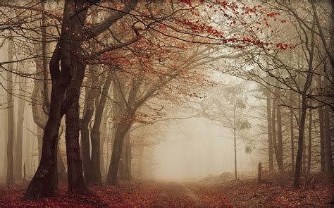 Nature Landscape Road Leaves Mist Fall Trees Path