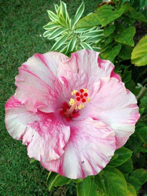 Tie Dye Pink Hibiscus Changes Color Throughout The Day